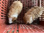 Peruvian cavia’s, Dieren en Toebehoren, Knaagdieren, Cavia