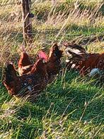 Leghorn porselein, Dieren en Toebehoren, Pluimvee, Meerdere dieren, Kip