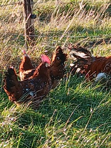 Leghorn porselein  beschikbaar voor biedingen