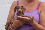 Teckel pups prachtige kleuren, België, 8 tot 15 weken, Korthaar, Dwerg