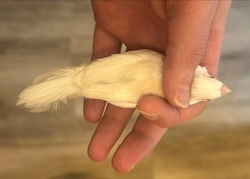 Japanse meeuwen (albino rode ohgen e.a.) beschikbaar voor biedingen