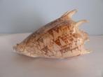 Schelp Cymbiola Imperialis 18cm , zware, prachtige schelp!, Collections, Minéraux & Fossiles, Coquillage(s), Enlèvement ou Envoi