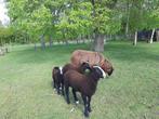 schapen zwartbles, Dieren en Toebehoren, Schapen, Geiten en Varkens