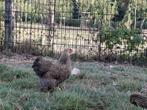 Wyandotte krielen meerzomig geelpatrijs, Dieren en Toebehoren, Pluimvee, Meerdere dieren, Kip