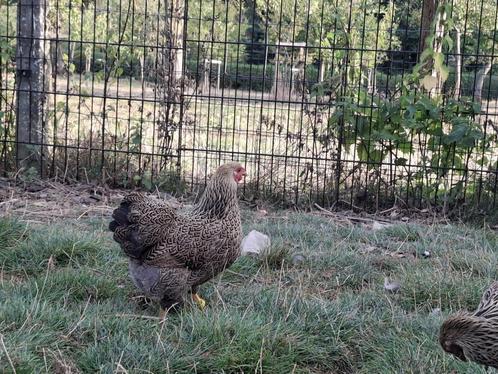 Wyandotte krielen meerzomig geelpatrijs, Dieren en Toebehoren, Pluimvee, Kip, Meerdere dieren
