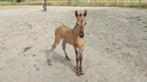 Konik X fries hengst veulen, Dieren en Toebehoren, Paarden, Hengst