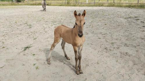 Konik X fries hengst veulen, Dieren en Toebehoren, Paarden, Hengst
