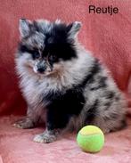 Duitse spitz / kleinkees / dwergkeesjes, Dieren en Toebehoren, België, Keeshond, 15 weken tot 1 jaar, CDV (hondenziekte)