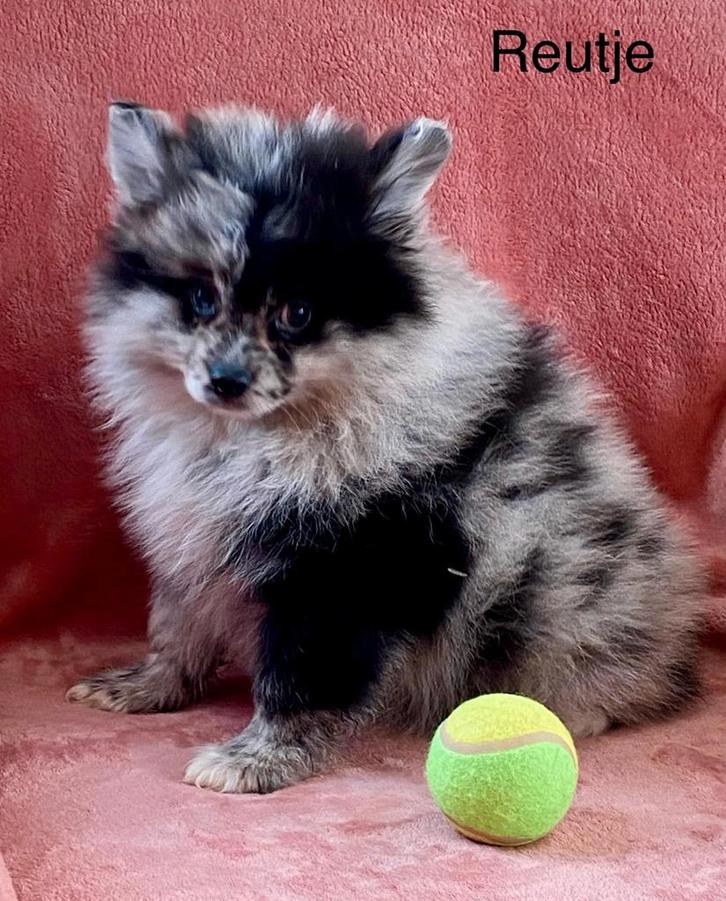 Duitse spitz / kleinkees / dwergkeesjes, Dieren en Toebehoren, Honden | Poolhonden, Keeshonden en Oertypen, Meerdere dieren, Keeshond