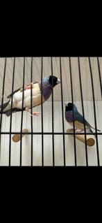 Gouldamadine goulds blauwe mannen te koop, Dieren en Toebehoren