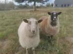 Shetland schapen, Dieren en Toebehoren, Schapen, Geiten en Varkens
