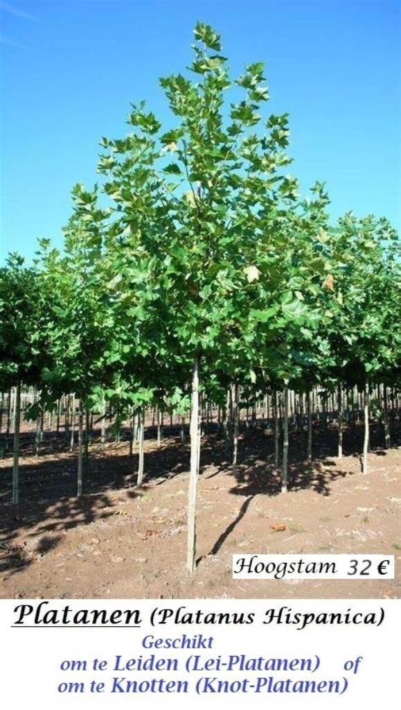 Hoogstam PLATANEN (Om te knotten of te leiden) : 32€/stuk, Tuin en Terras, Planten | Bomen, Overige soorten, 250 tot 400 cm, Volle zon