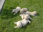 Golden retriever pups, Dieren en Toebehoren, Honden | Retrievers, Spaniëls en Waterhonden, Golden retriever, België, CDV (hondenziekte)