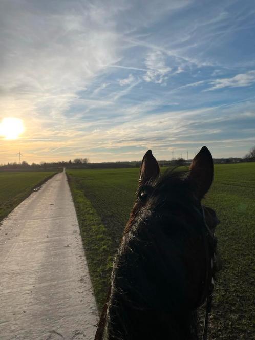 Gezocht: Bijverdienste als stalhulp, Animaux & Accessoires, Poneys