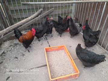Broedeieren Marans zwartkoperhals +blauw  beschikbaar voor biedingen