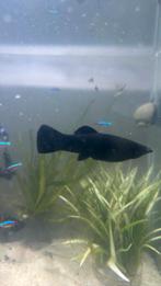 4 Black  Mollys, Dieren en Toebehoren