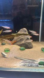 Hemigrammus bleheri diamond, Vis, Zoetwatervis, Schoolvis