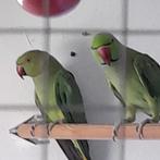Halsbandparkiet groen, Dieren en Toebehoren, Vogels | Parkieten en Papegaaien