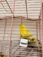 Parijse frise man 25, Dieren en Toebehoren, Vogels | Kanaries