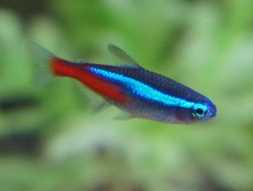  Neon tetra gezocht  beschikbaar voor biedingen