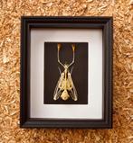 vleermuisskelet in kader, Autres espèces