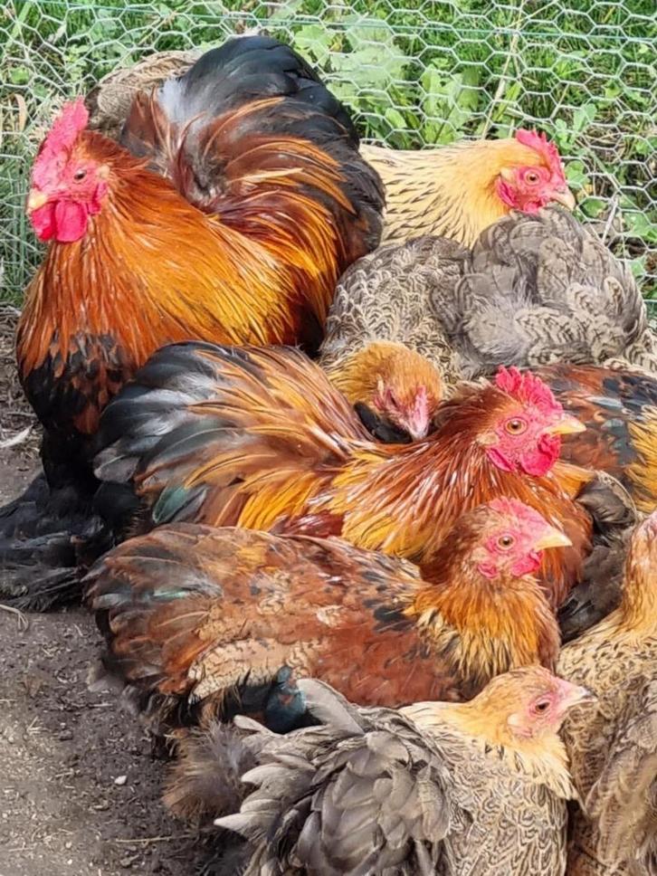 Cochin kriel haantjes – meerzomig goudpatrijs, Dieren en Toebehoren, Pluimvee, Kip, Mannelijk