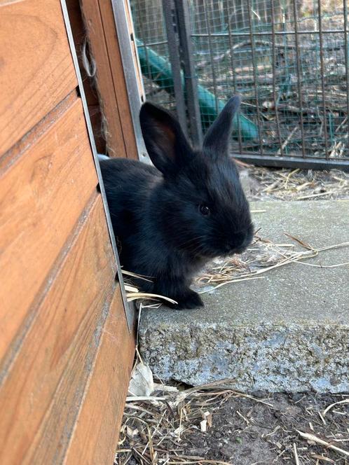 8 weken Vlaamse reus konijn rammelaar zwart, Dieren en Toebehoren, Konijnen, Groot, Mannelijk, 0 tot 2 jaar