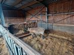 Suffolk ram, Dieren en Toebehoren