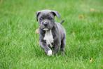 American Staffordshire Terriër pup te koop, Dieren en Toebehoren, Honden | Jack Russells en Terriërs, België, Reu, CDV (hondenziekte)