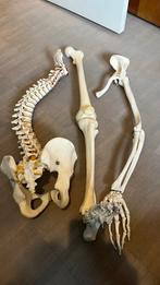 Skelet arm, been en ruggewervel, Boeken, Ophalen of Verzenden, Zo goed als nieuw