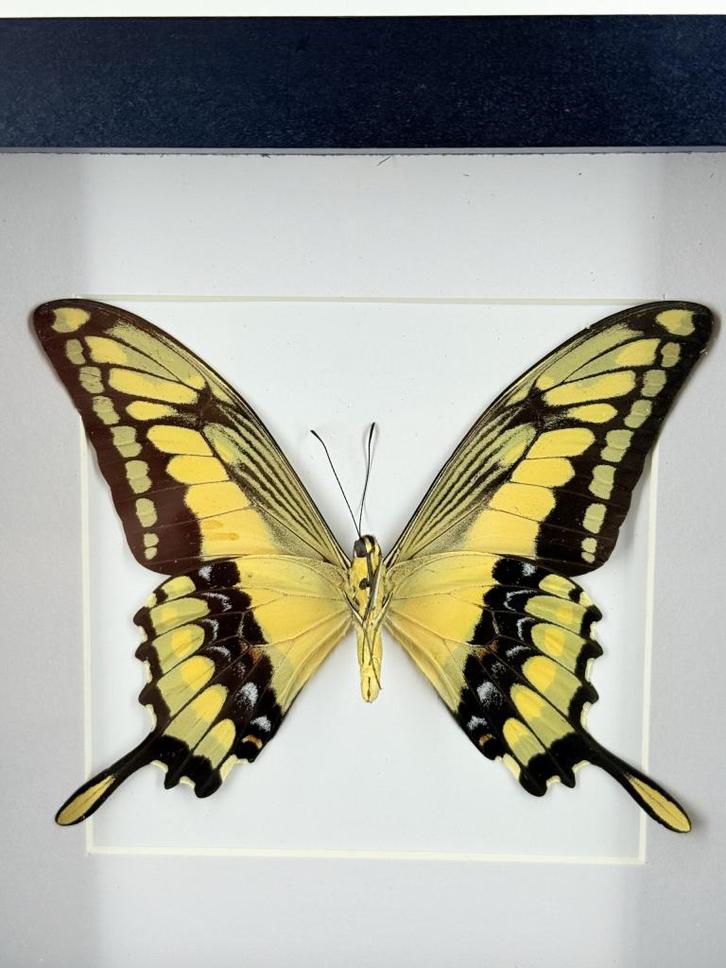 Koninginnenpage in lijst - Wildernis Atelier, Verzamelen, Dierenverzamelingen