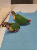 Tamme baby Purryhas, Geslacht onbekend, Parkiet, Geringd