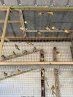 Razza Espagnol kanarie, Dieren en Toebehoren