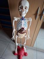 Skelet met organen + boek, Enlèvement