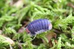 GEZOCHT pak chongs isopods, Dieren en Toebehoren