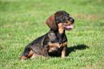 Ruwharige Teckel pups te koop, 15 weken tot 1 jaar, Buitenland, CDV (hondenziekte), Dwerg