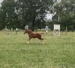Hoogbenig merie veulen comilfo plus z, Dieren en Toebehoren, Z