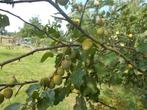 jonge pruimenplanten (oude variëteit) zelfvruchtbaar, Ophalen of Verzenden, Vaste plant, Fruitplanten, Volle zon