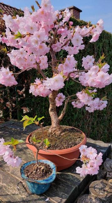 Bonsai Prunus Accolade beschikbaar voor biedingen