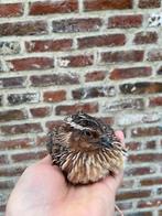 Japanse kwartel hanen, Meerdere dieren, Overige soorten