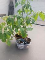 4 plants de tomates, Jardin & Terrasse, Plantes | Jardin, Enlèvement