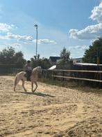 6 jarige sportfjord, Dieren en Toebehoren, Minder dan 160 cm, Gechipt, Ruin, Zadelmak