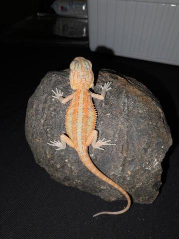 SPECIAL citrus gen.stripe het zero baardagaam mannetje beschikbaar voor biedingen