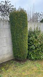 3 grote taxussen (Taxus baccata) – wintergroen, Tuin en Terras, Planten | Struiken en Hagen, Ophalen, Taxus, Haag