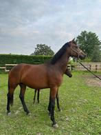 Drachtige dressuur fokmerrie, Animaux & Accessoires, Chevaux & Poneys | Étalons & Juments poulinières, Jument