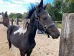 Bont merrieveulen van Reddy Wally, Dieren en Toebehoren, Paarden, Merrie, Minder dan 160 cm, Gechipt, 0 tot 2 jaar