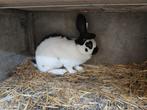 reuzenvlinder rammelaar, Mannelijk, Groot, 0 tot 2 jaar