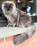Blue Smoke Maine Coon katertje met stamboom!, Dieren en Toebehoren, Katten en Kittens | Raskatten | Langhaar, Kater, Met stamboom