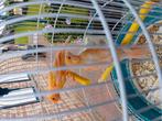 Verschillende kleuren KANARIES geringd MET of ZONDER KOOI, Meerdere dieren, Zangkanarie