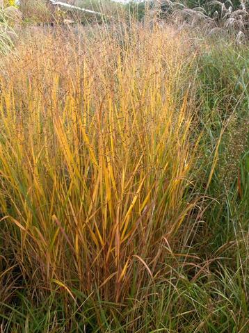 herbe ornementale disponible aux enchères